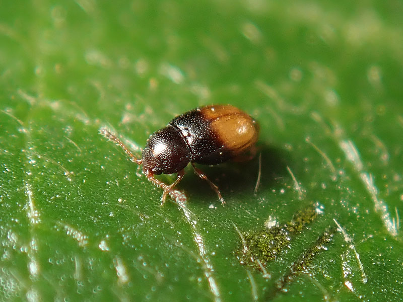 Cryptophagidae: Atomaria mesomela?? Forse s.